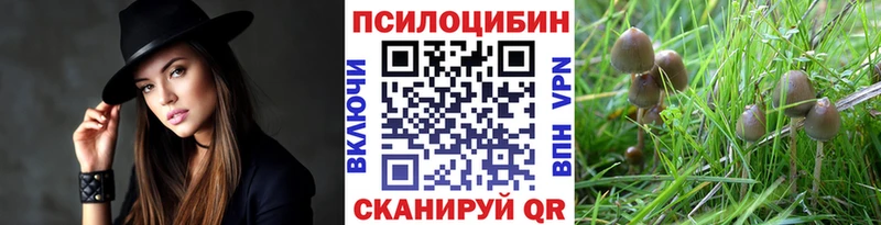 Псилоцибиновые грибы Psilocybe Петровск-Забайкальский